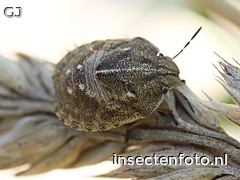 gewone pantserwants (1612*1209)<br>(eurygaster testudinaria)